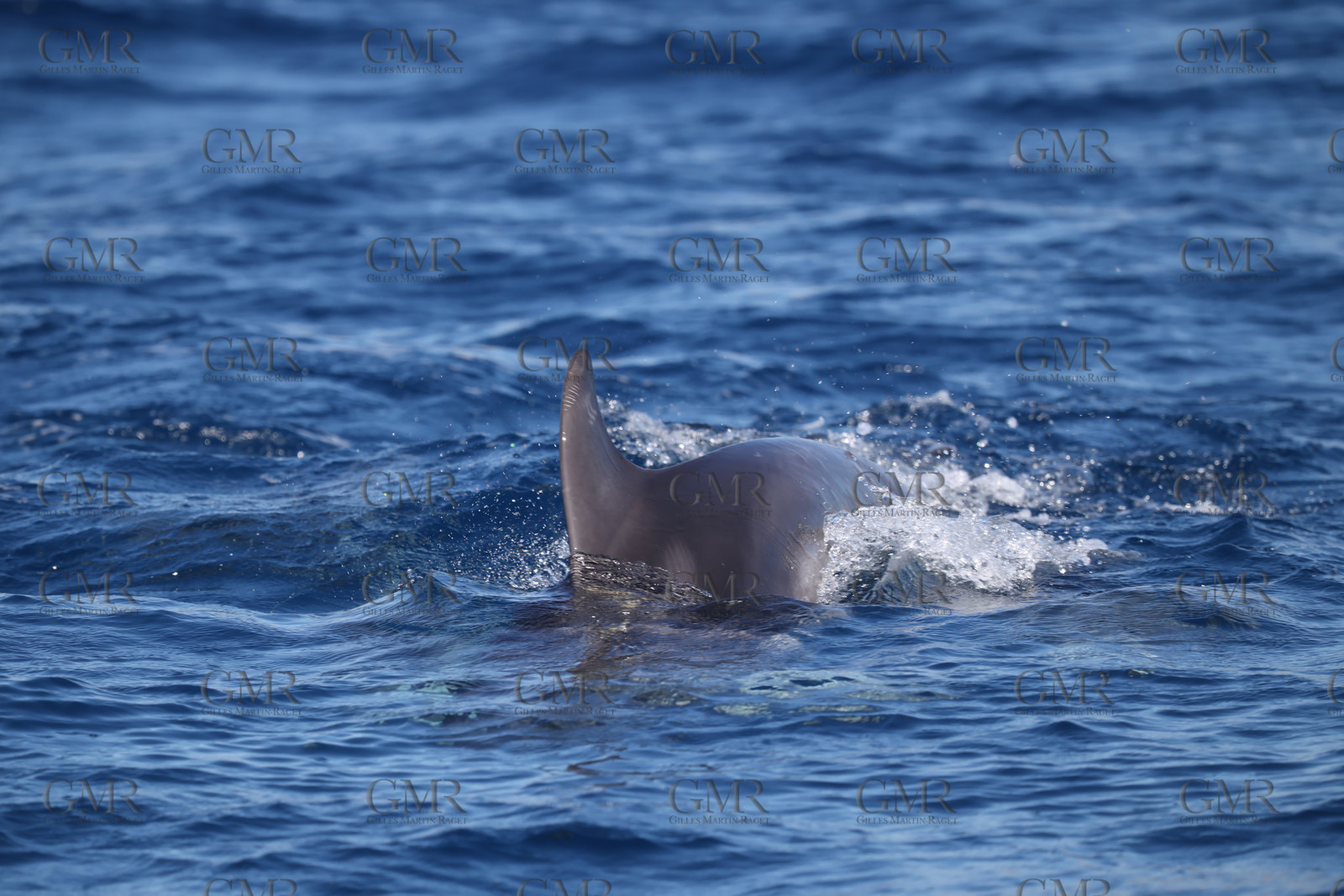 GMR_JurisCup25_3454.jpg