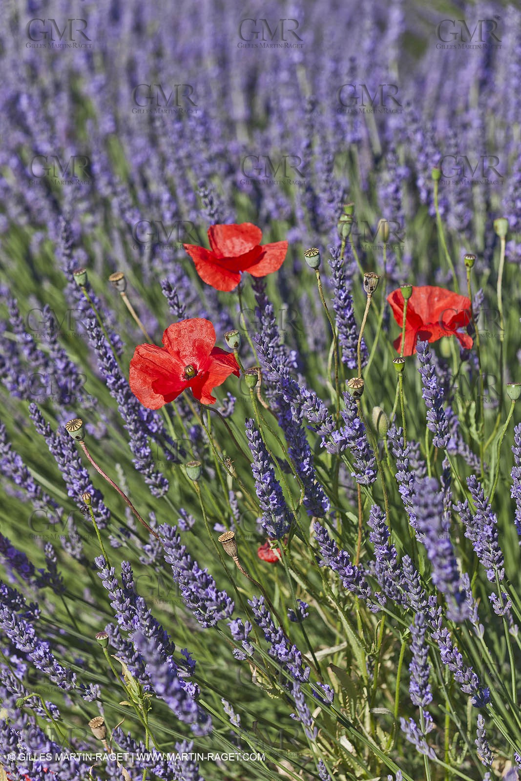 27 06 2011 - Valensole (FRA, 04) - Lavander fields