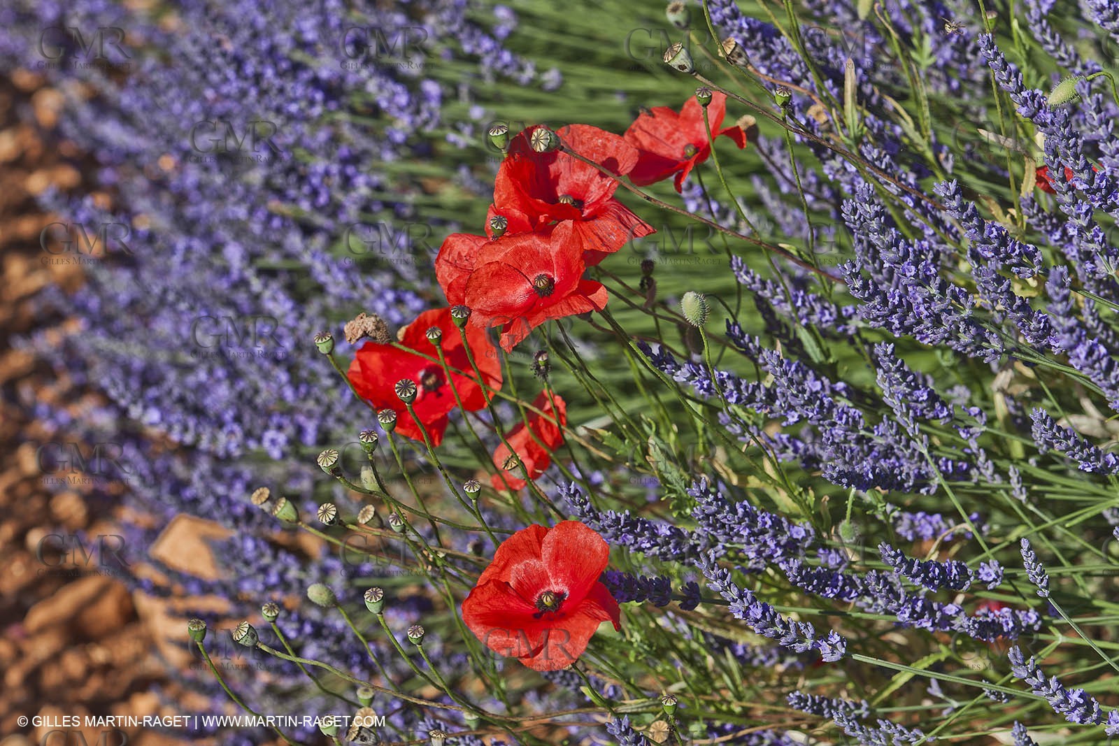27 06 2011 - Valensole (FRA, 04) - Lavander fields