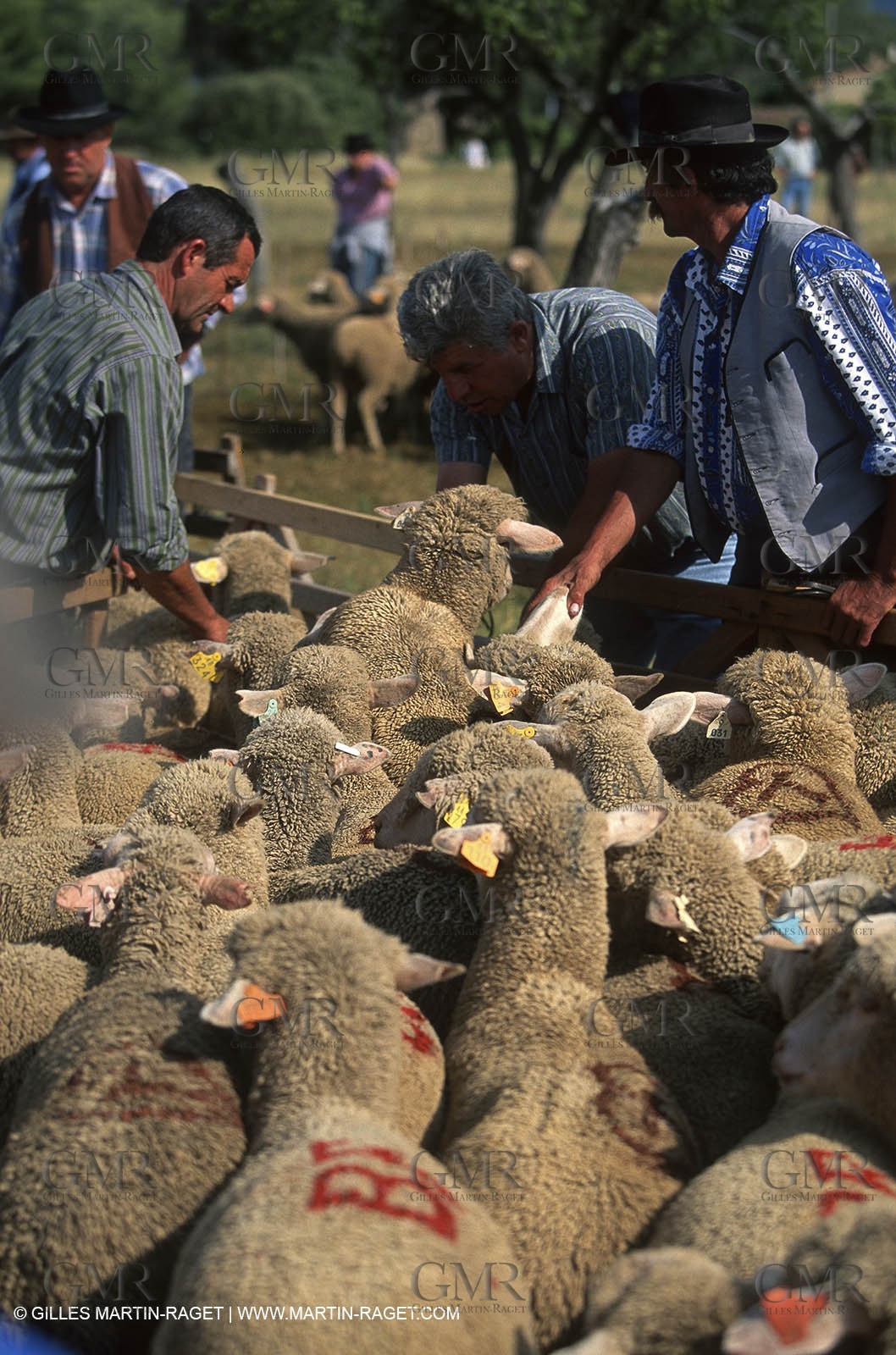 Saint Rémy de Provence (FRA,13) - Sheep stocks migration Fest
