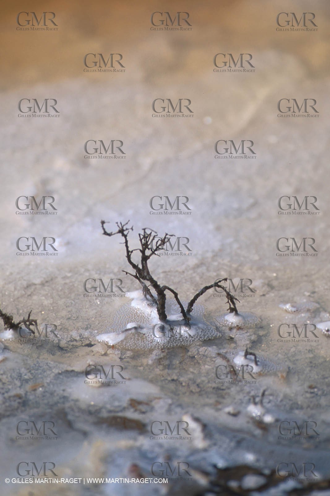 Salt-water marsh