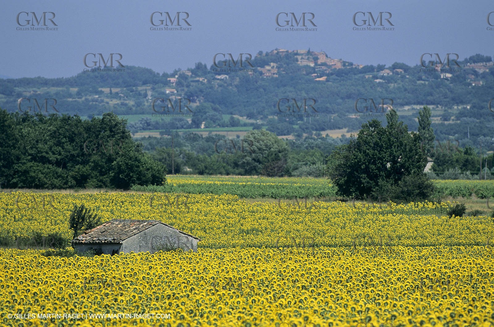 Luberon (FRA,84), Sunflower fields