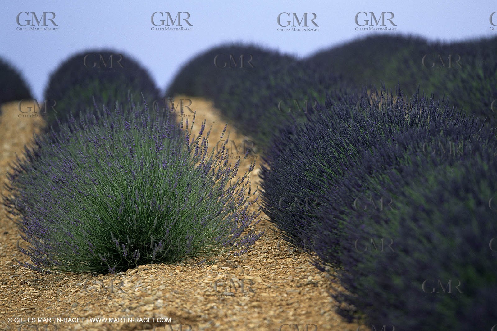 Lavander fields