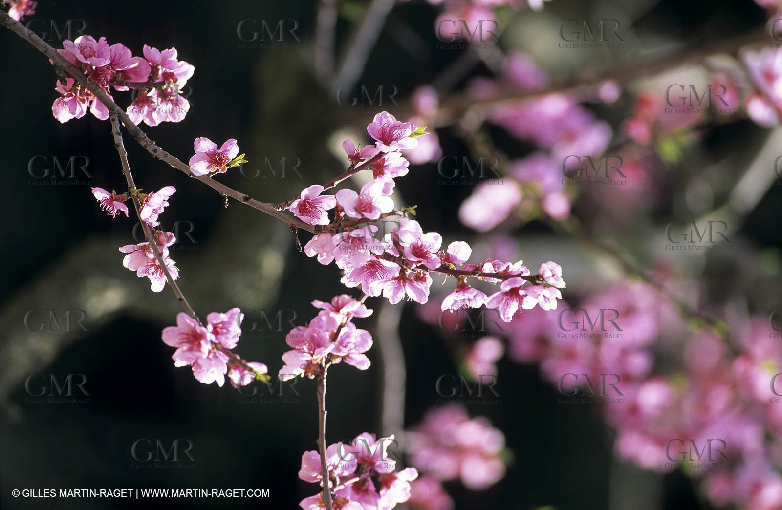 Luberon, Vaucluse (FRA,84) - Fruit trees blooming