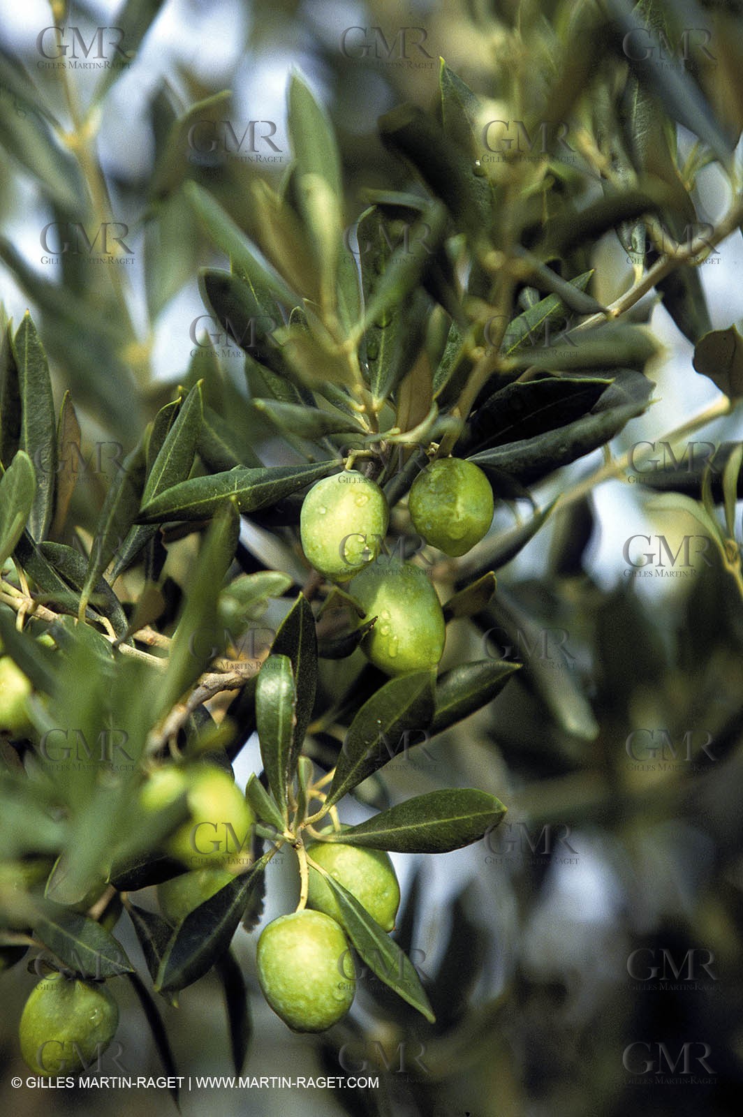 Green Olives-Olive trees