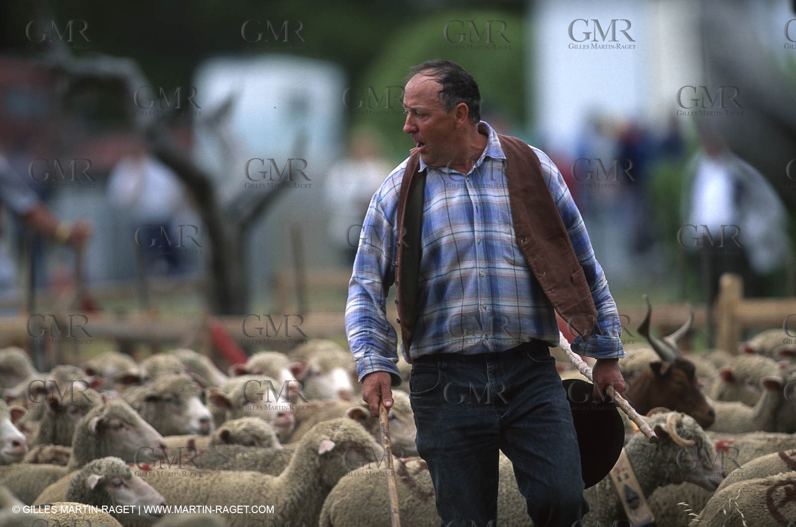 Saint Rémy de Provence (FRA,13) - Sheep stocks migration Fest