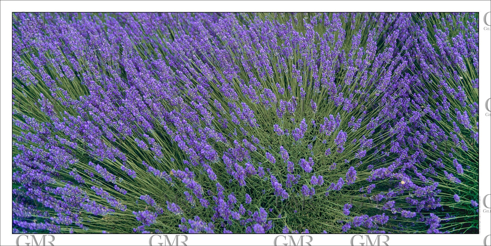 Lavander 1