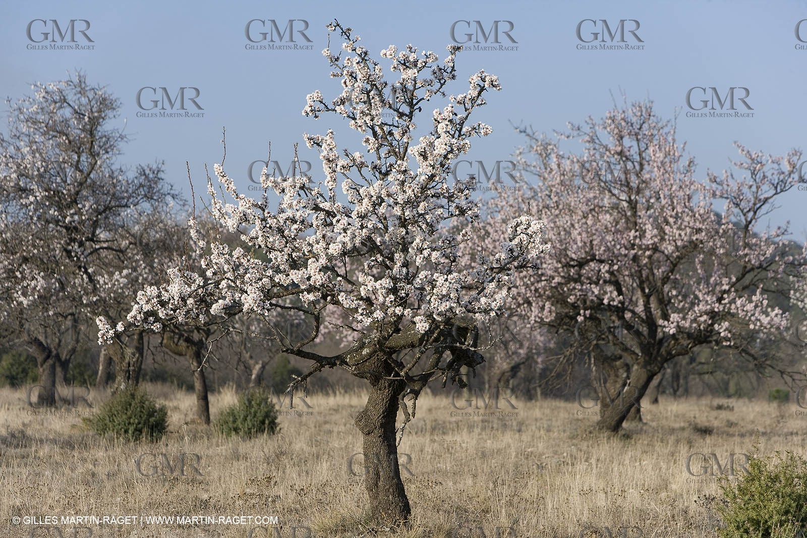16 02 2008 - Saint Rémy de Provence (FRA, 13) - Alpilles hills landscapes
