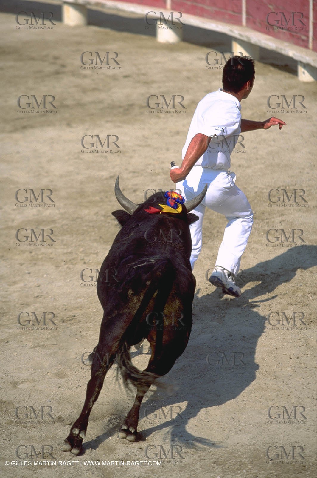 Camargue Bull game