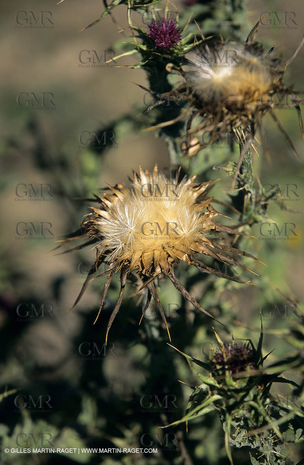 2000-2010- Les Alpilles (FRA,13) - Poppy fields