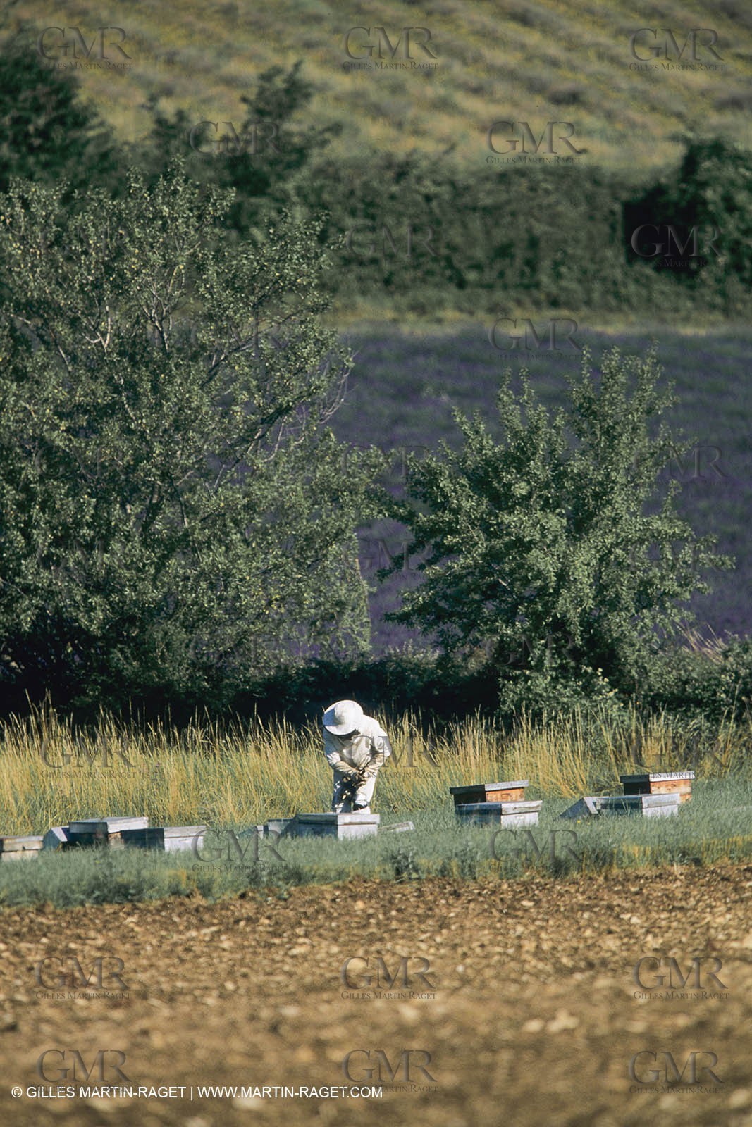 France, Provence, Apiculture