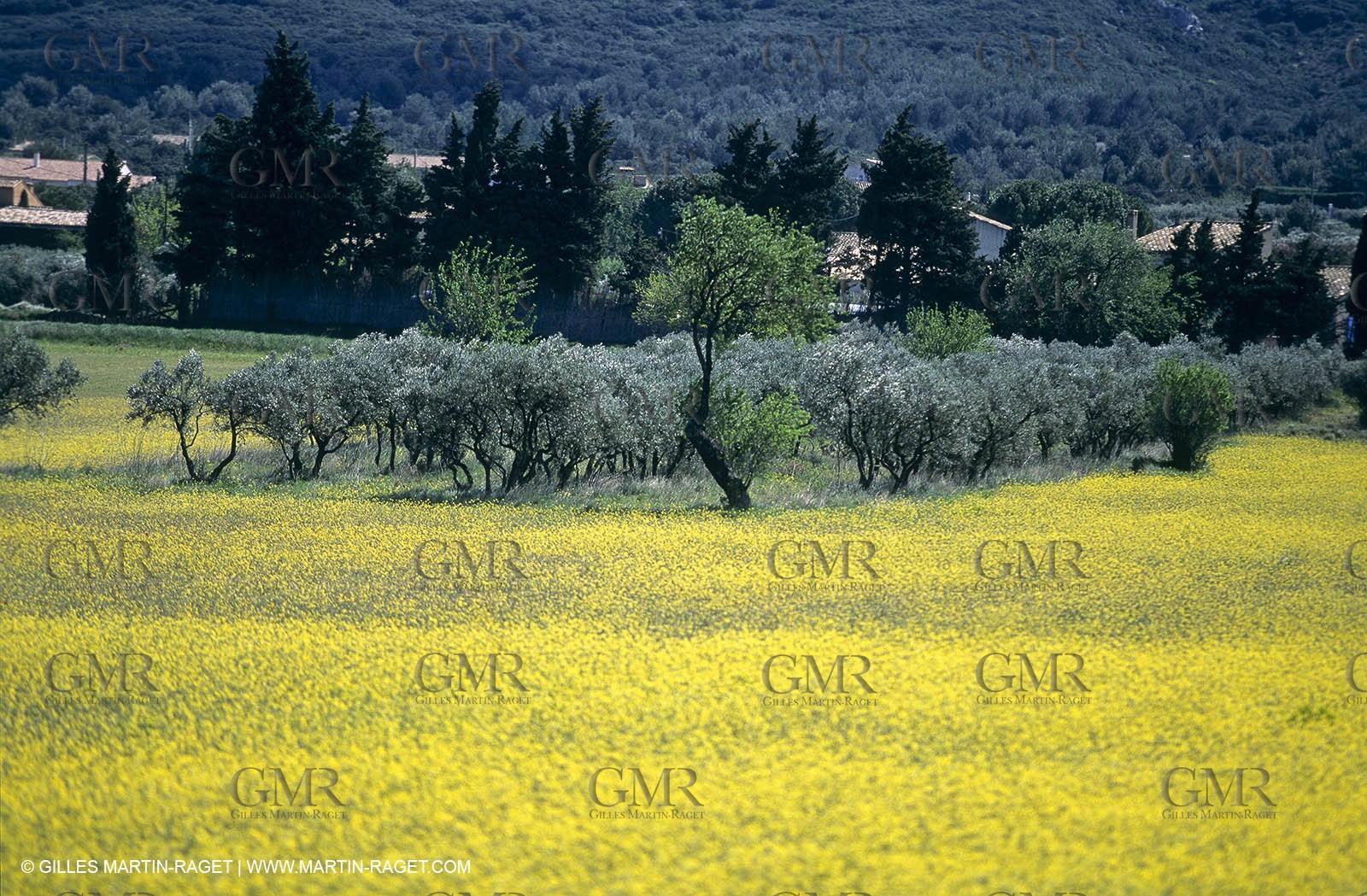 Alpilles (FRA,13), Rape fields