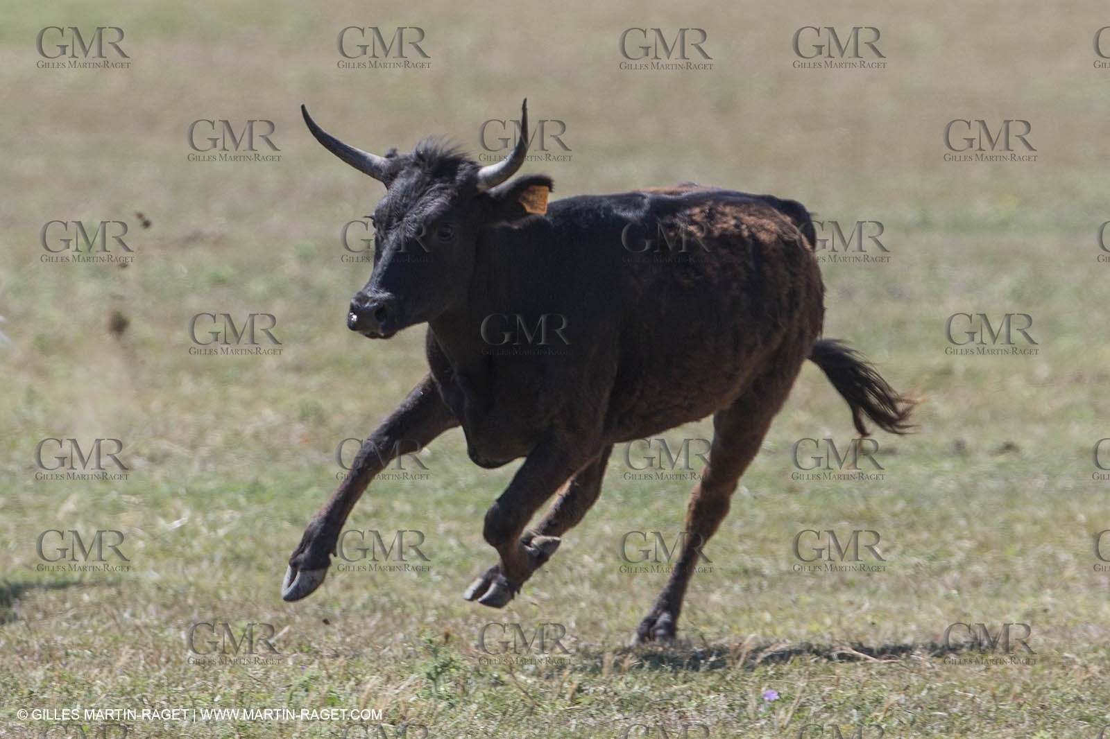 Course de Satin 2014 - Arles (FRA,13) - 1 06 2014**The satin race - Arles (FRA,13) - 01 06 2014