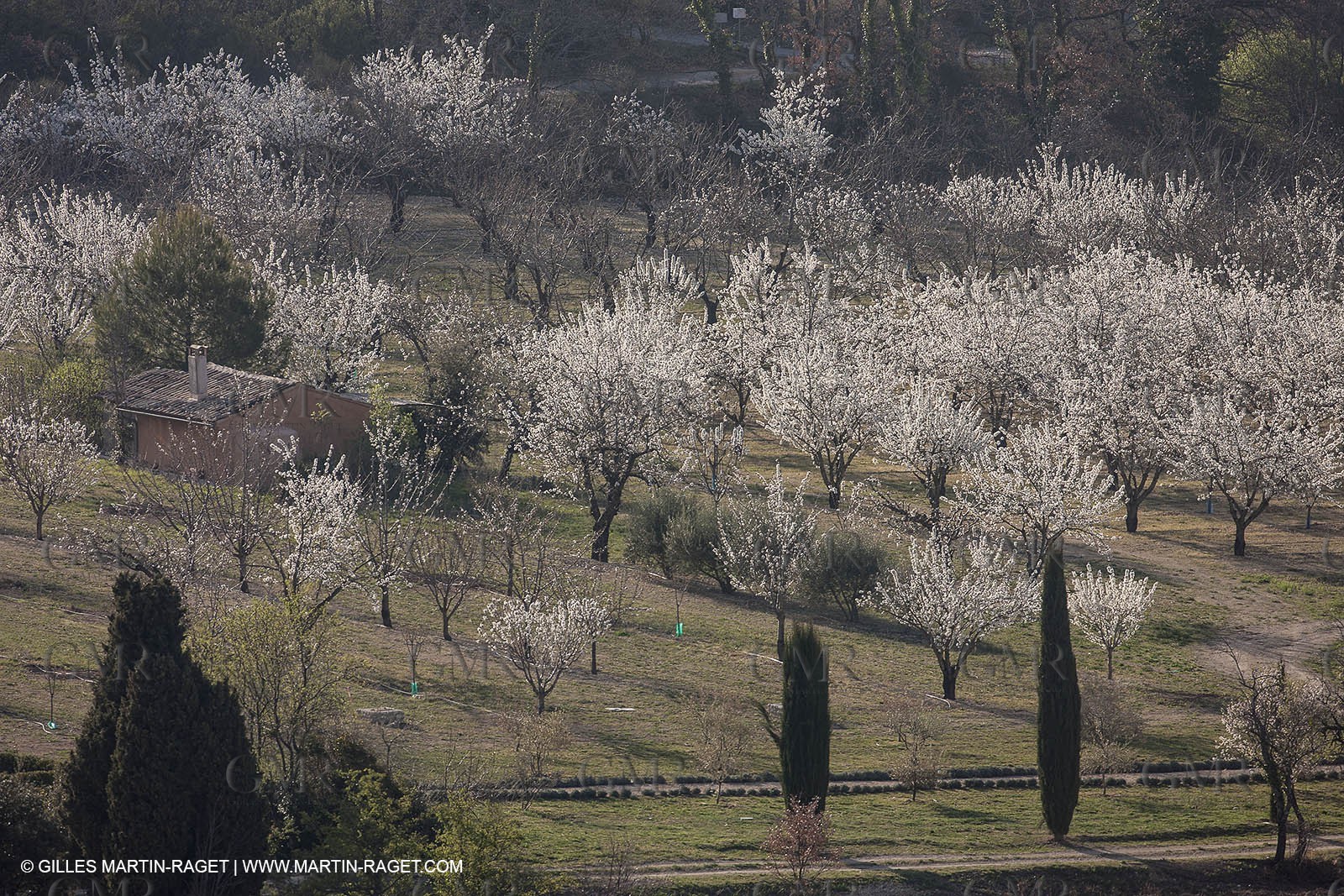 March 30th 2012 - Saint Saturnin les Apt (FRA, 84) - blooming cherry trees