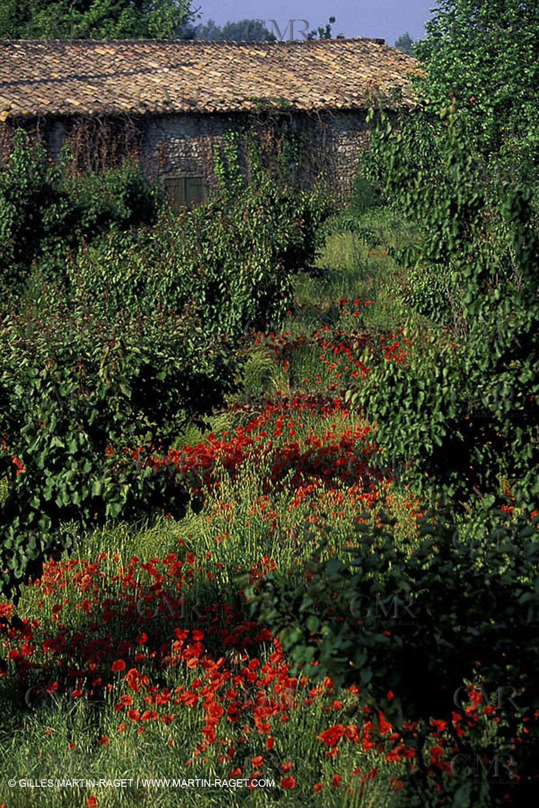Poppies - Poppies field
