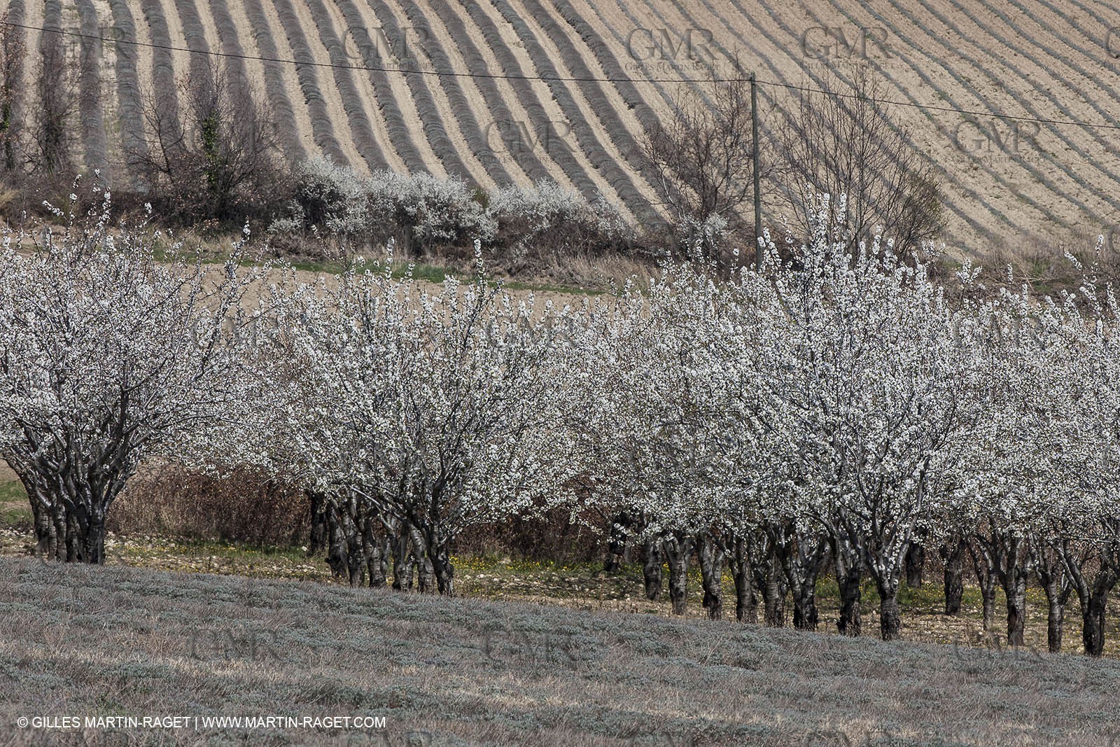 March 30th 2012 - Saint Saturnin les Apt (FRA, 84) - blooming cherry trees
