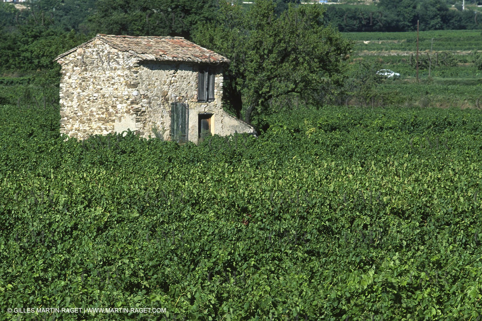 Luberon (Fra,84) - Vineyards cants