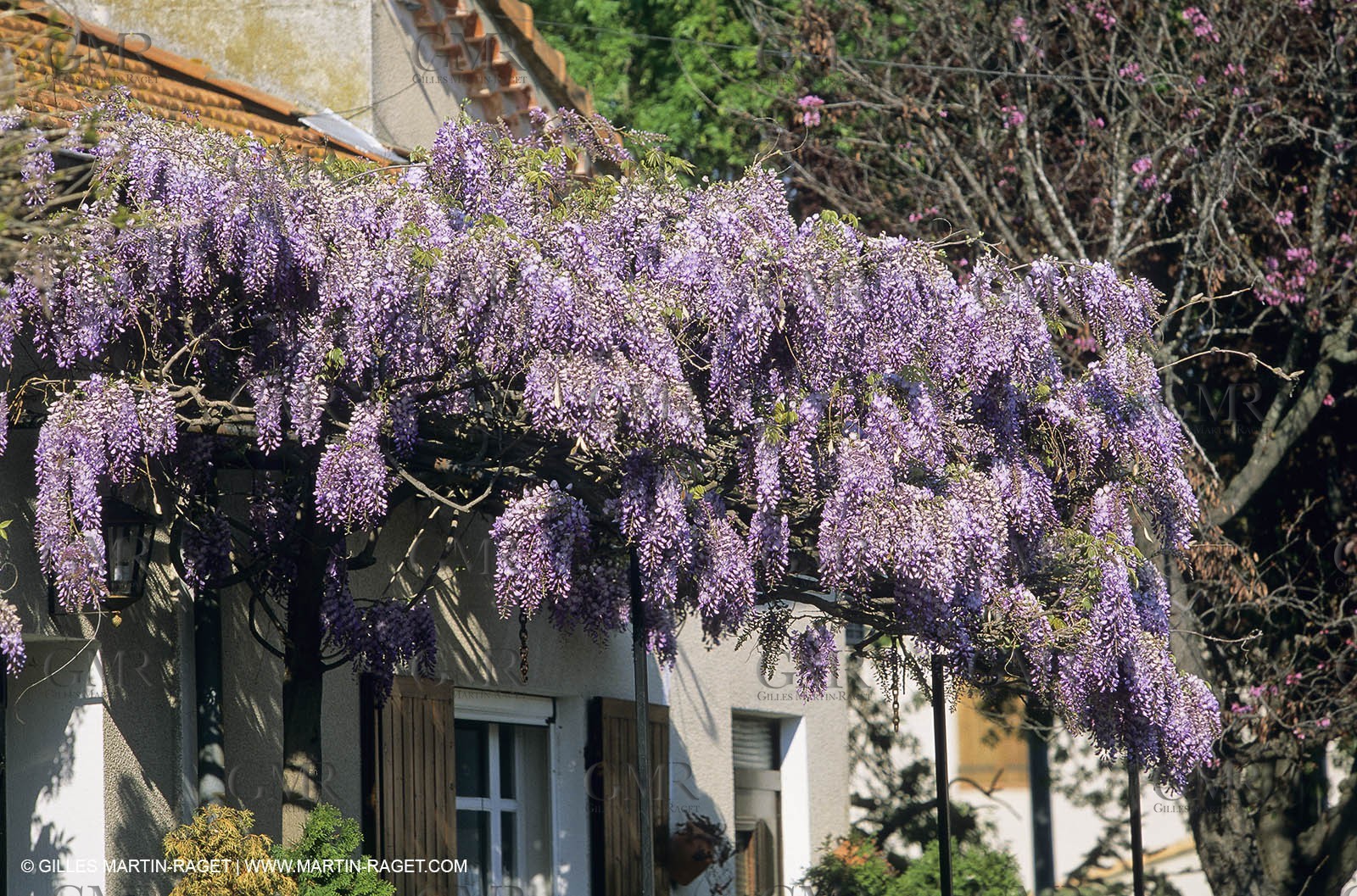 Les Alpilles, Saint Rémy de Provence, (FRA,13) - Glycine in Saint Rémy de Provence
