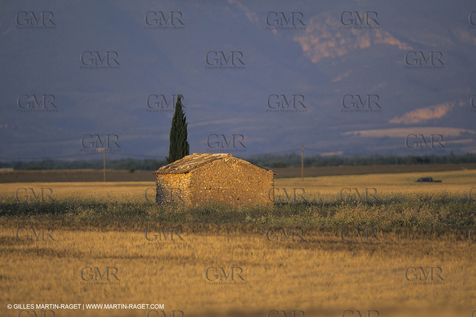 Corn and Wheat fields on Valensole Plateau in higher Provence (France)