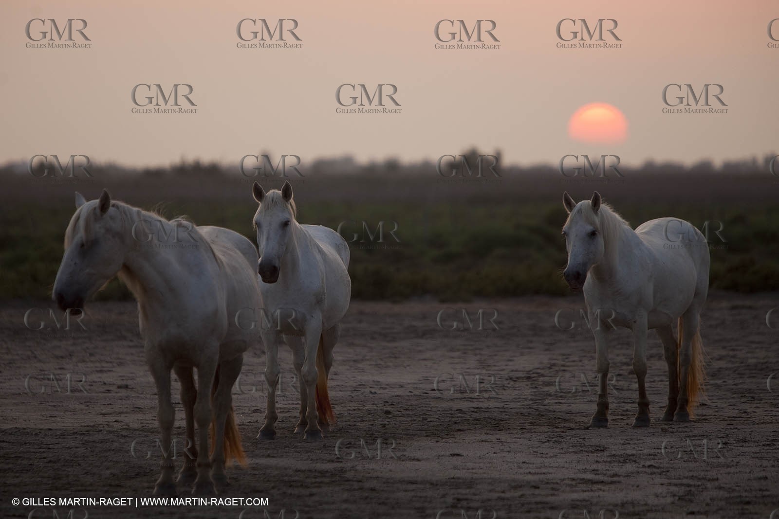 11 07 2010 - Les Saintes Maries de la Mer (FRA,13) - Evocation du Marquis de Baroncelli