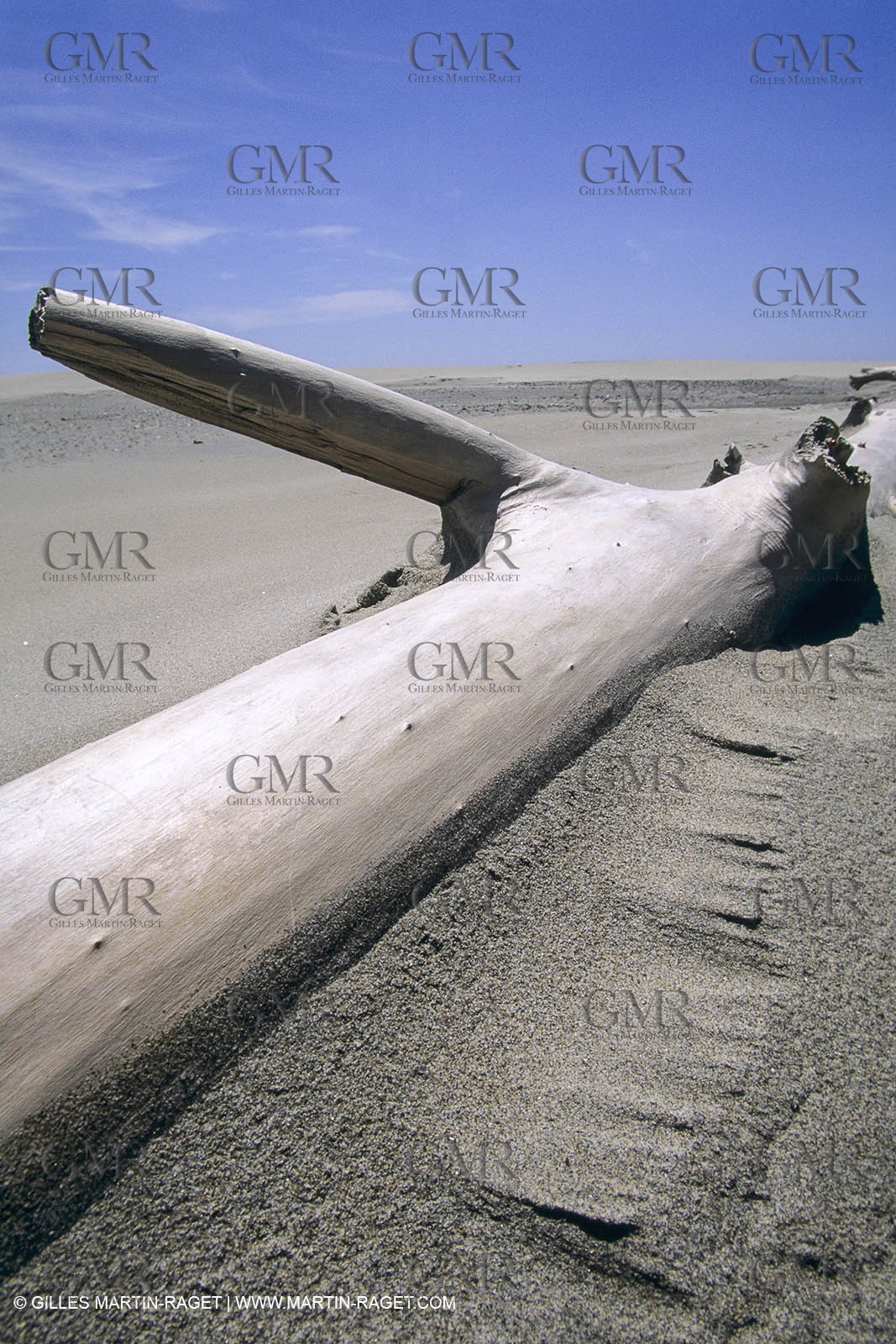 France, Provence, Camargue, Nature, plage, sable