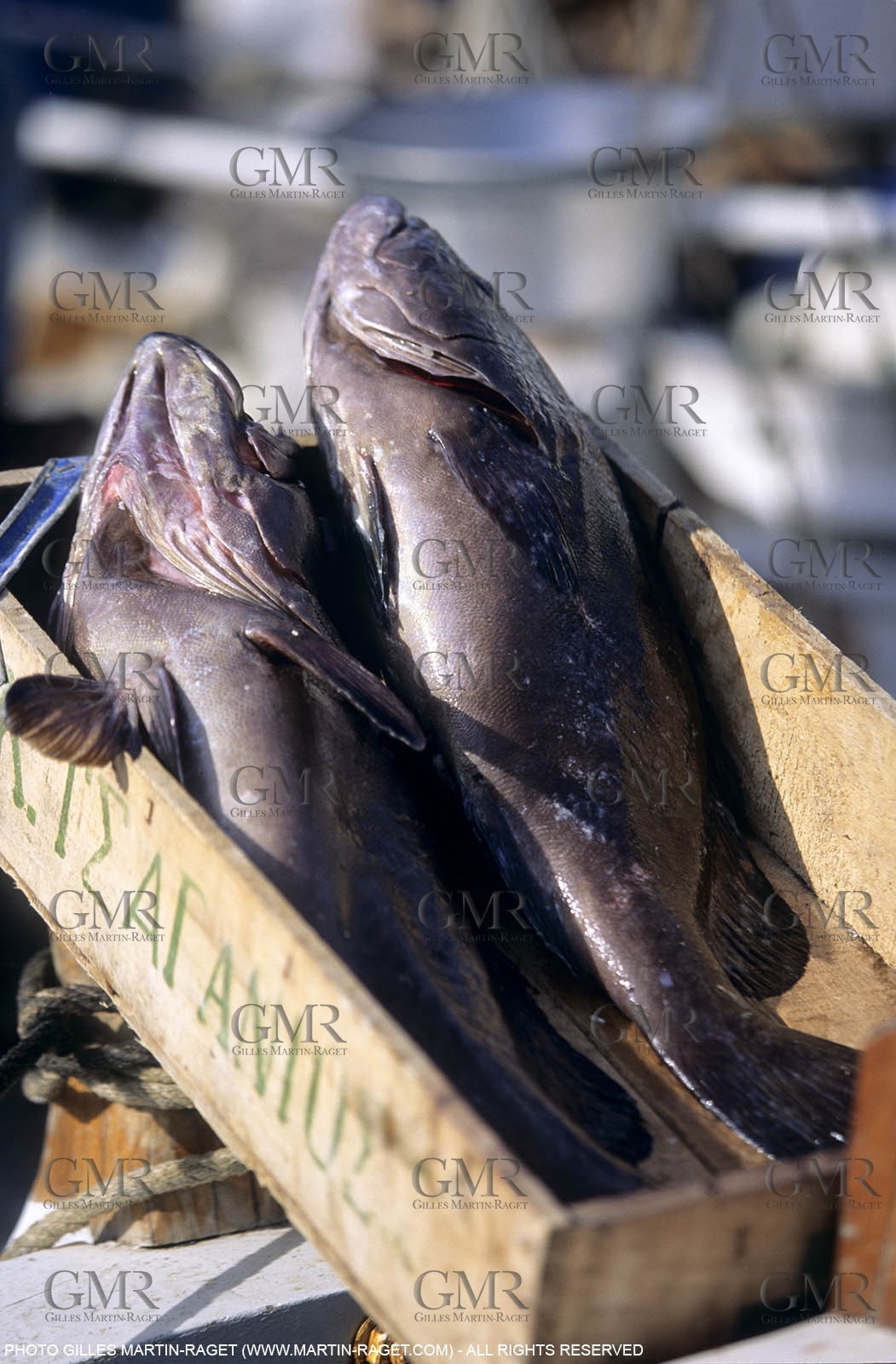 Marseille (FRA,13), Fishing