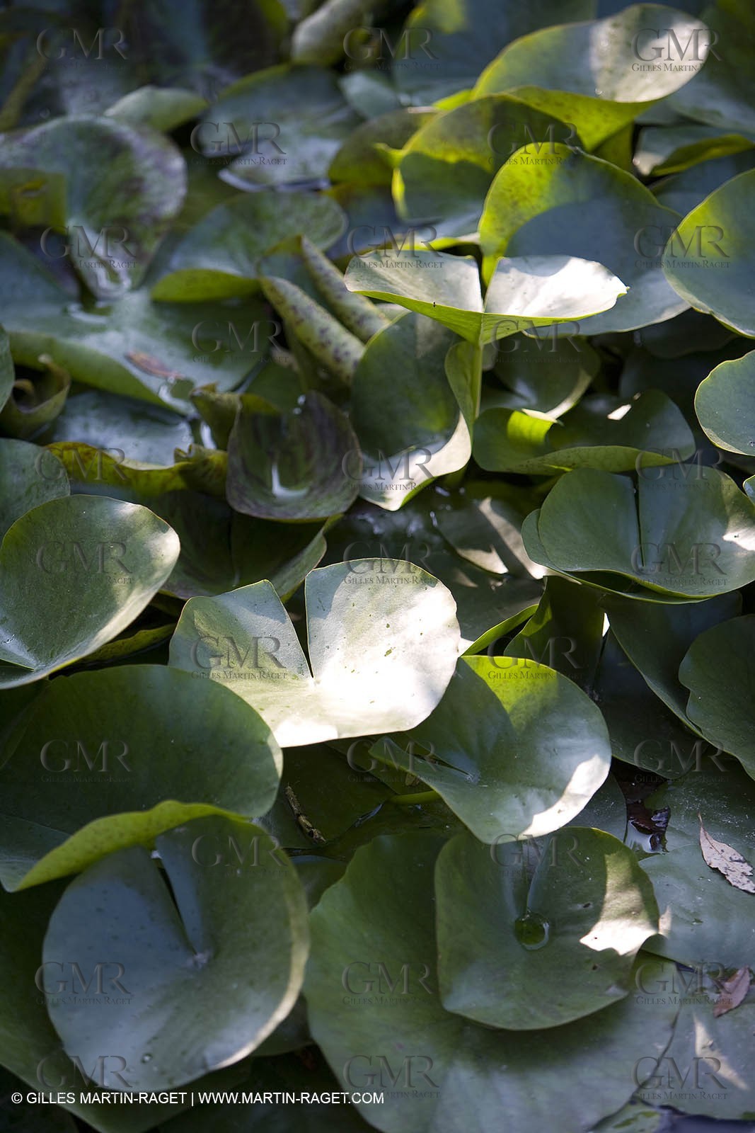 28 10 2007 - St Rémy de Provence (FRA,13) - Chateau des Alpilles