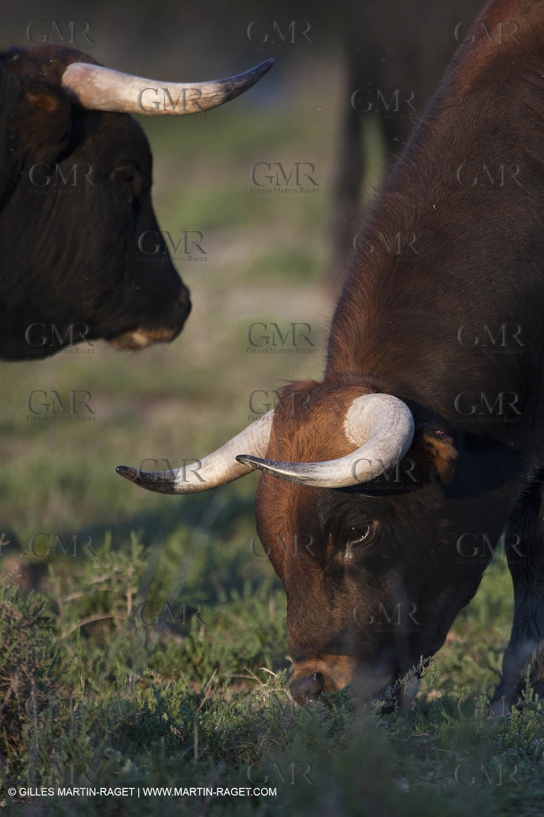 19 04 2011 - Arles (FRA,13) - Bullfight toros in Camargue