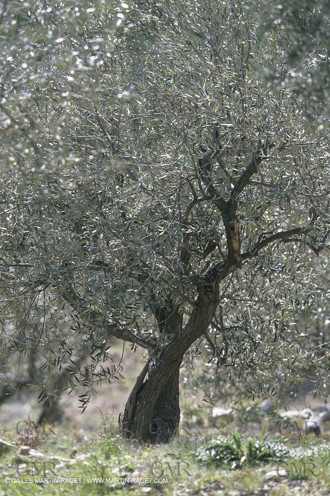 Paysages de Nîmes Métropole (FRA,30) - La Garrigue