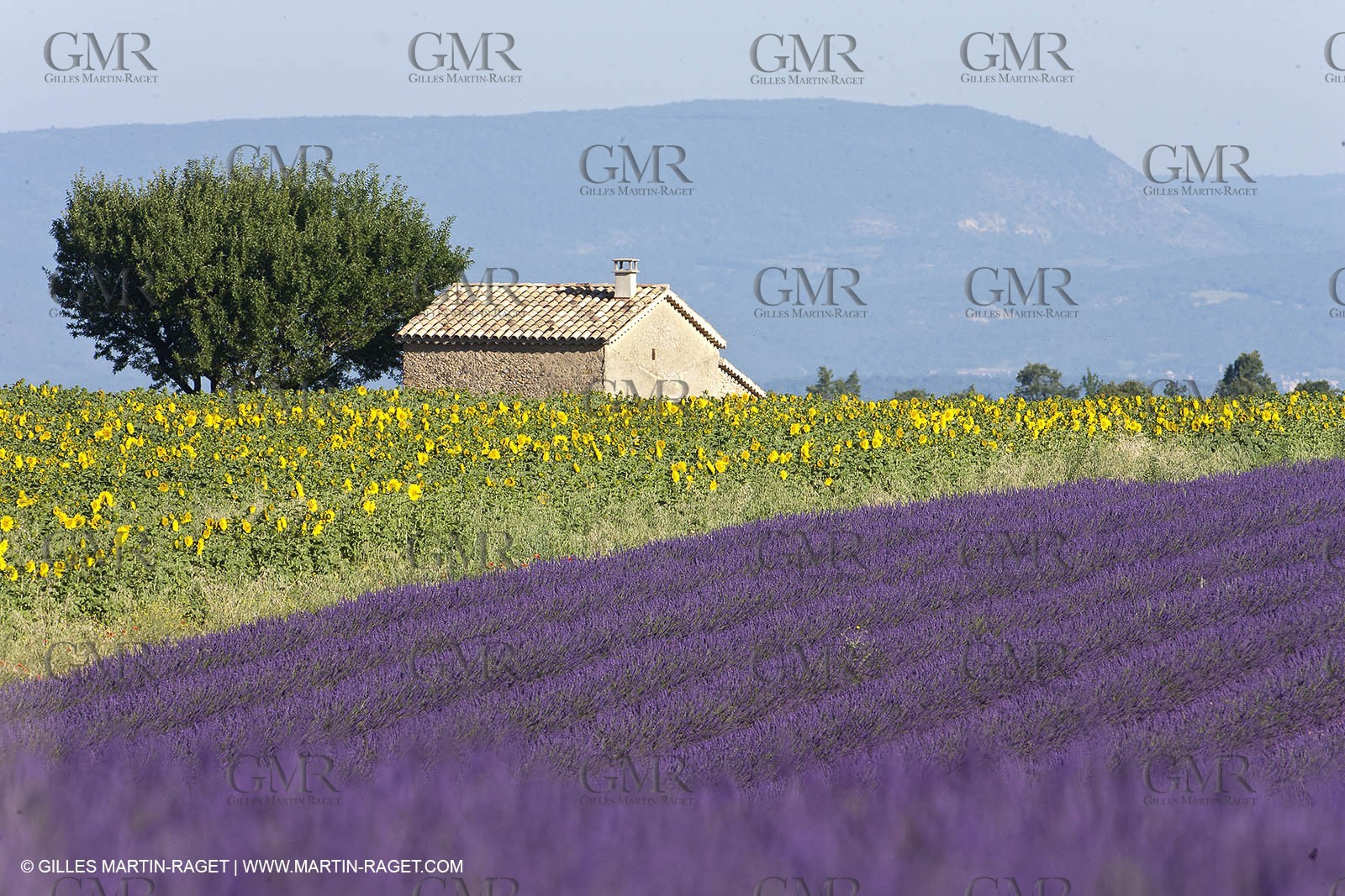 27 06 2011 - Valensole (FRA, 04) - Lavander fields