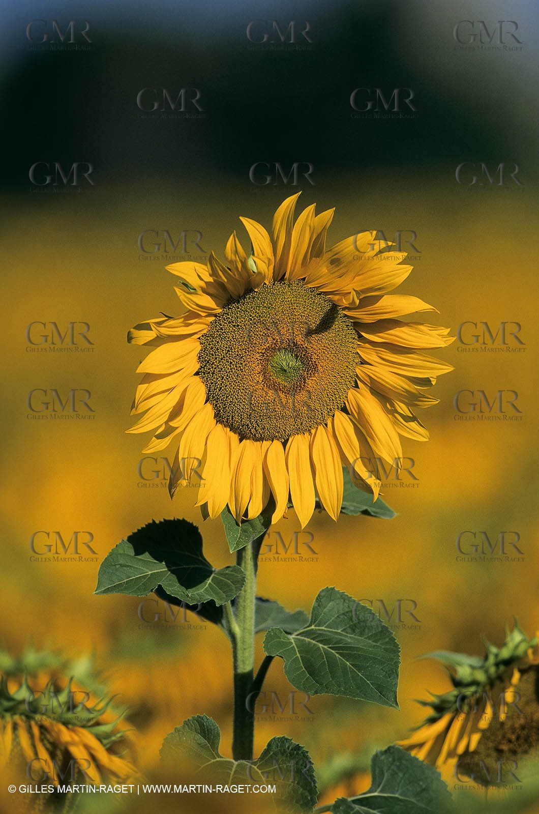Luberon (FRA,84), Sunflower fields