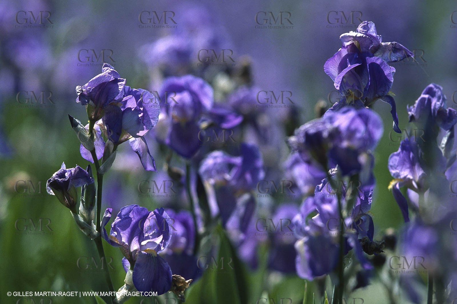 Alpilles (FRA,13) Iris in bloom