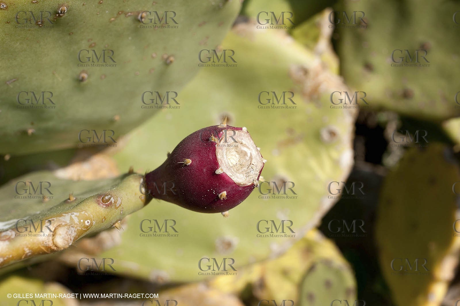 19 03 2009 - Marseille (FRA, 13) - Calanques - Marseilleveyre creek