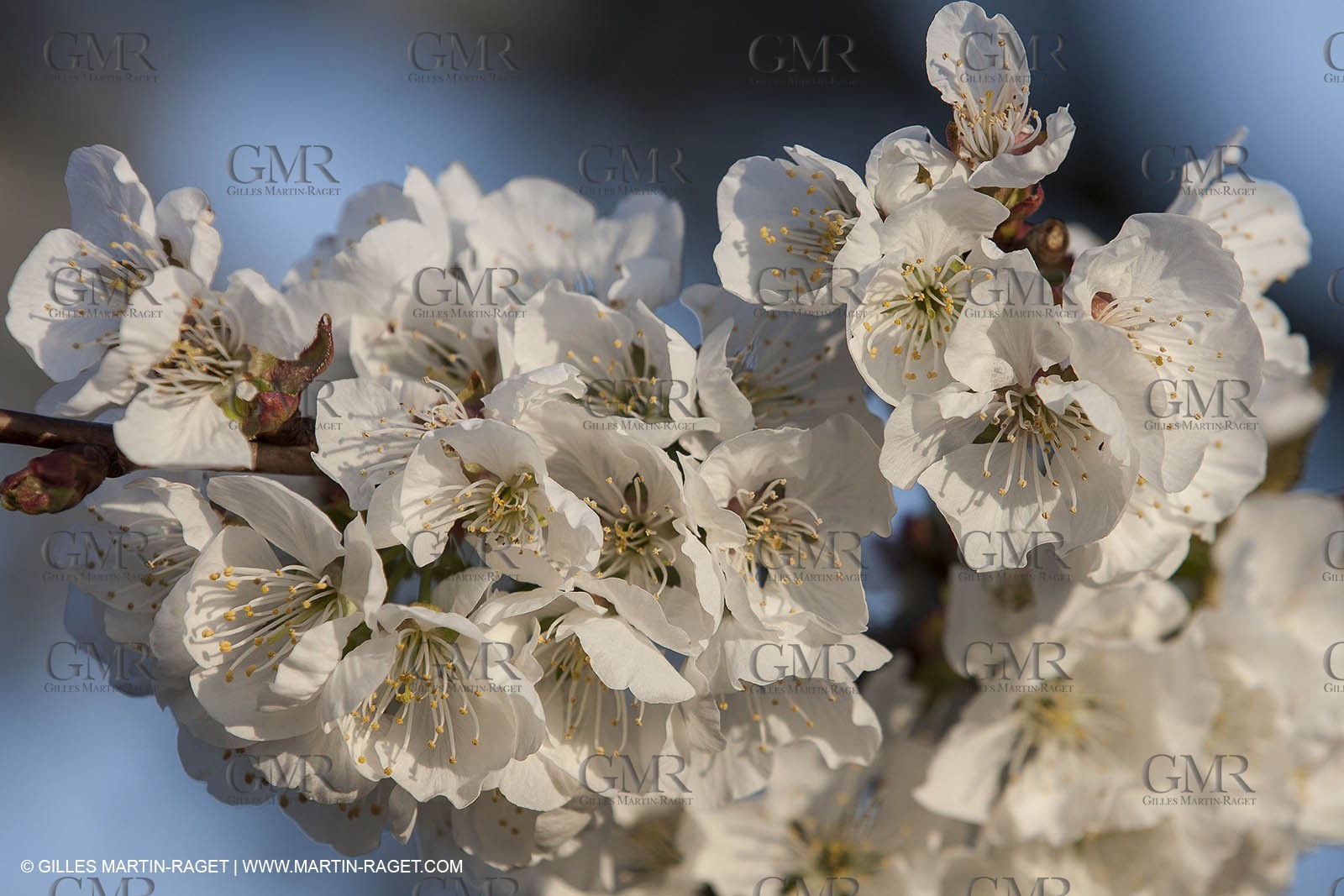 March 30th 2012 - Saint Saturnin les Apt (FRA, 84) - blooming cherry trees