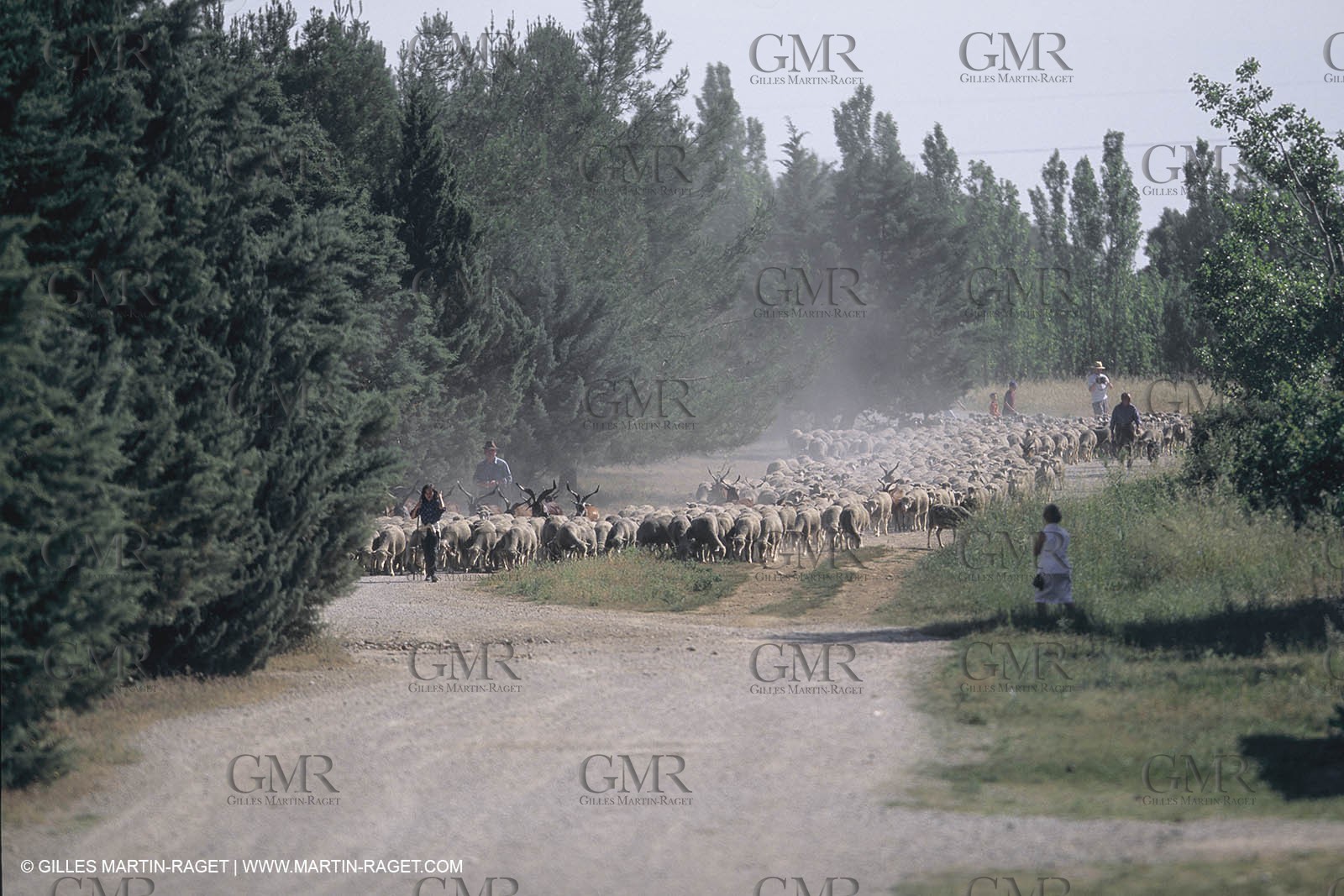 France, Provence, Moutons, bergers, élevage, transhumance