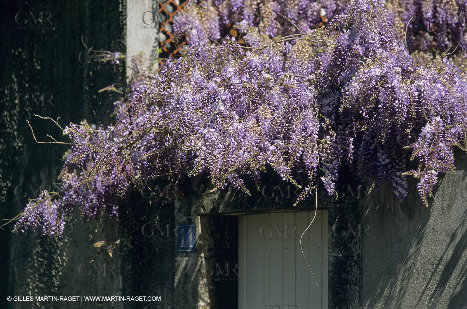 Les Alpilles, Saint Rémy de Provence, (FRA,13) - Glycine in Saint Rémy de Provence