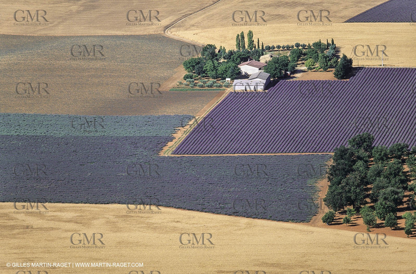 Juin 2005, Valensole (FRA,04) - Lavander fields