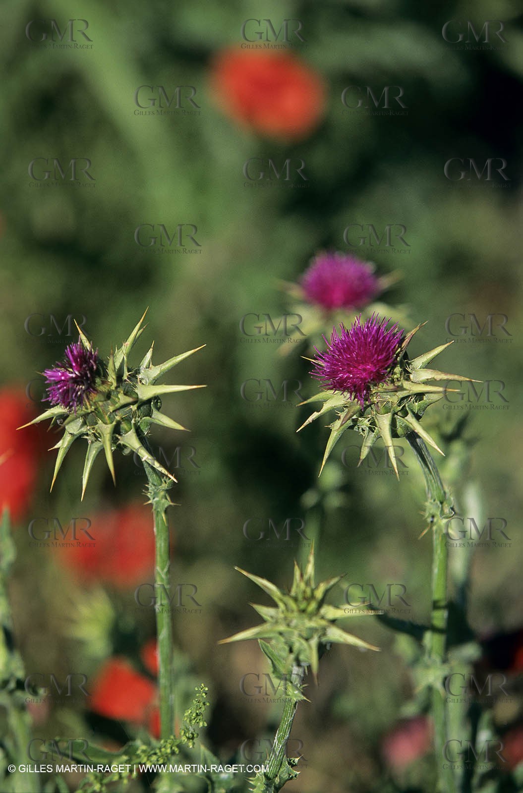 2000-2010- Les Alpilles (FRA,13) - Poppy fields