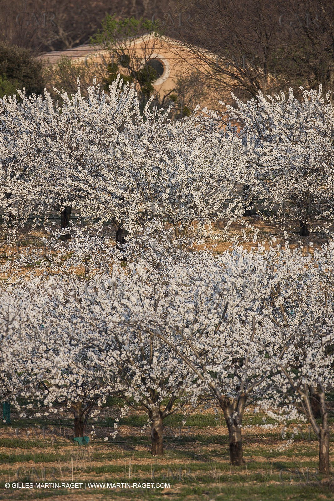 March 30th 2012 - Saint Saturnin les Apt (FRA, 84) - blooming cherry trees
