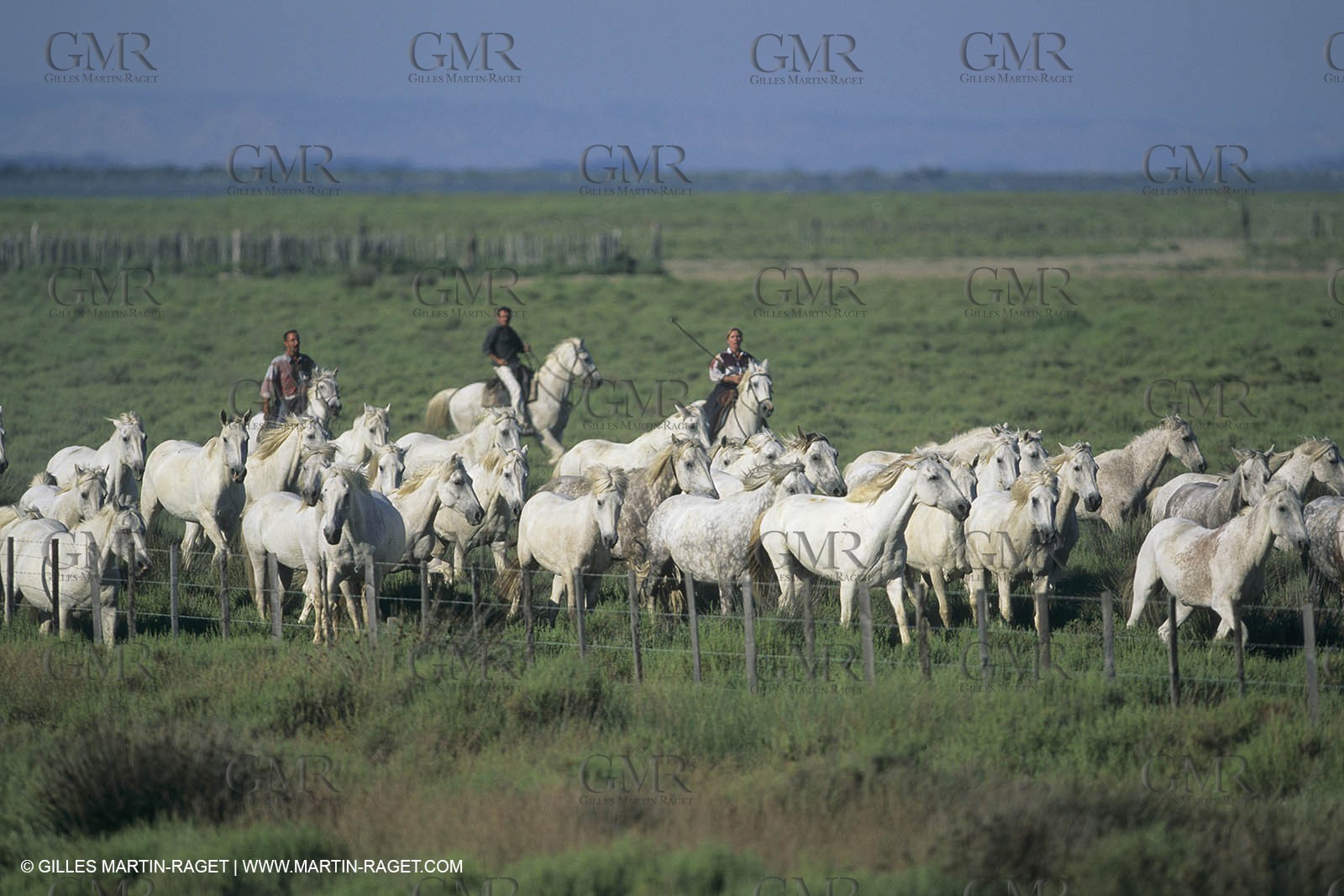 France, Provence, Camargue,work, fests, stock keeping