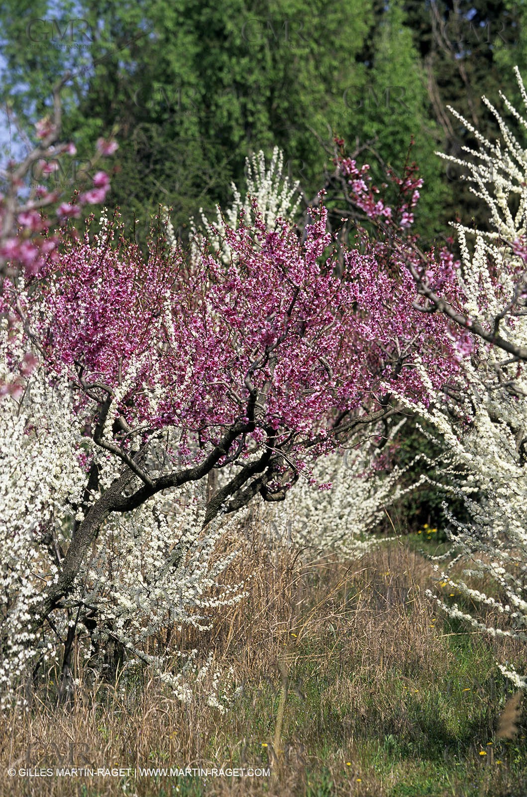 Luberon, Vaucluse (FRA,84) - Fruit trees blooming