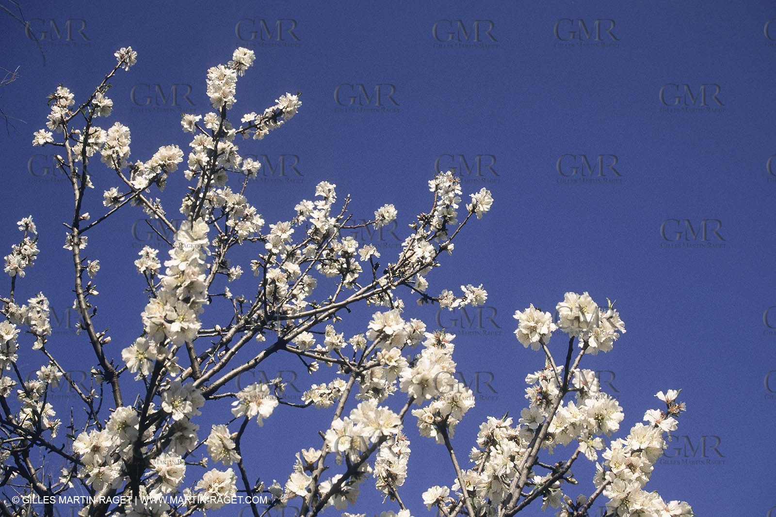France, Provence, Les Alpilles