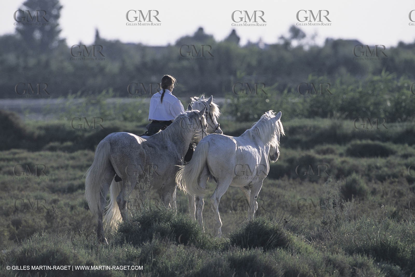France, Provence, Camargue, Gardians de Camargue, métier, fêtes, élevage, tri