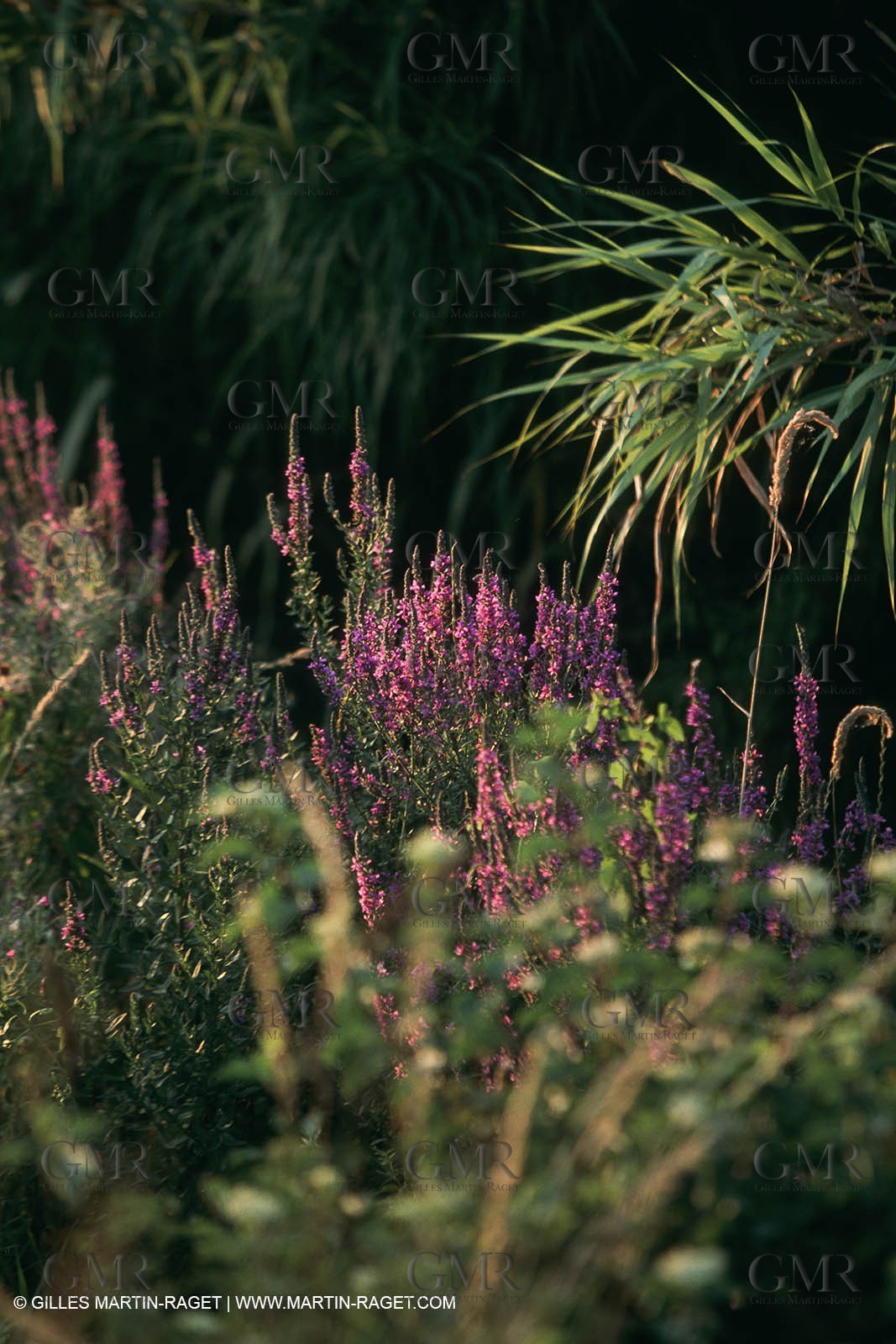 Nîmes Métropole landscapes (FRA,30) - Vaunage