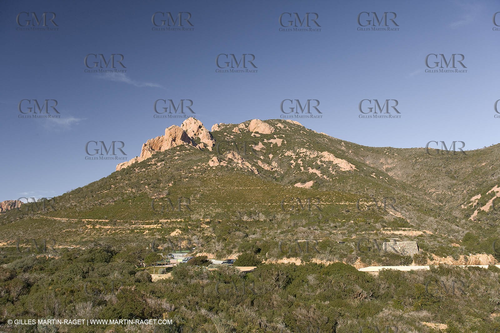 06 02 2008 - Théoule sur mer (FRA, 06) - Mimoses in full flower