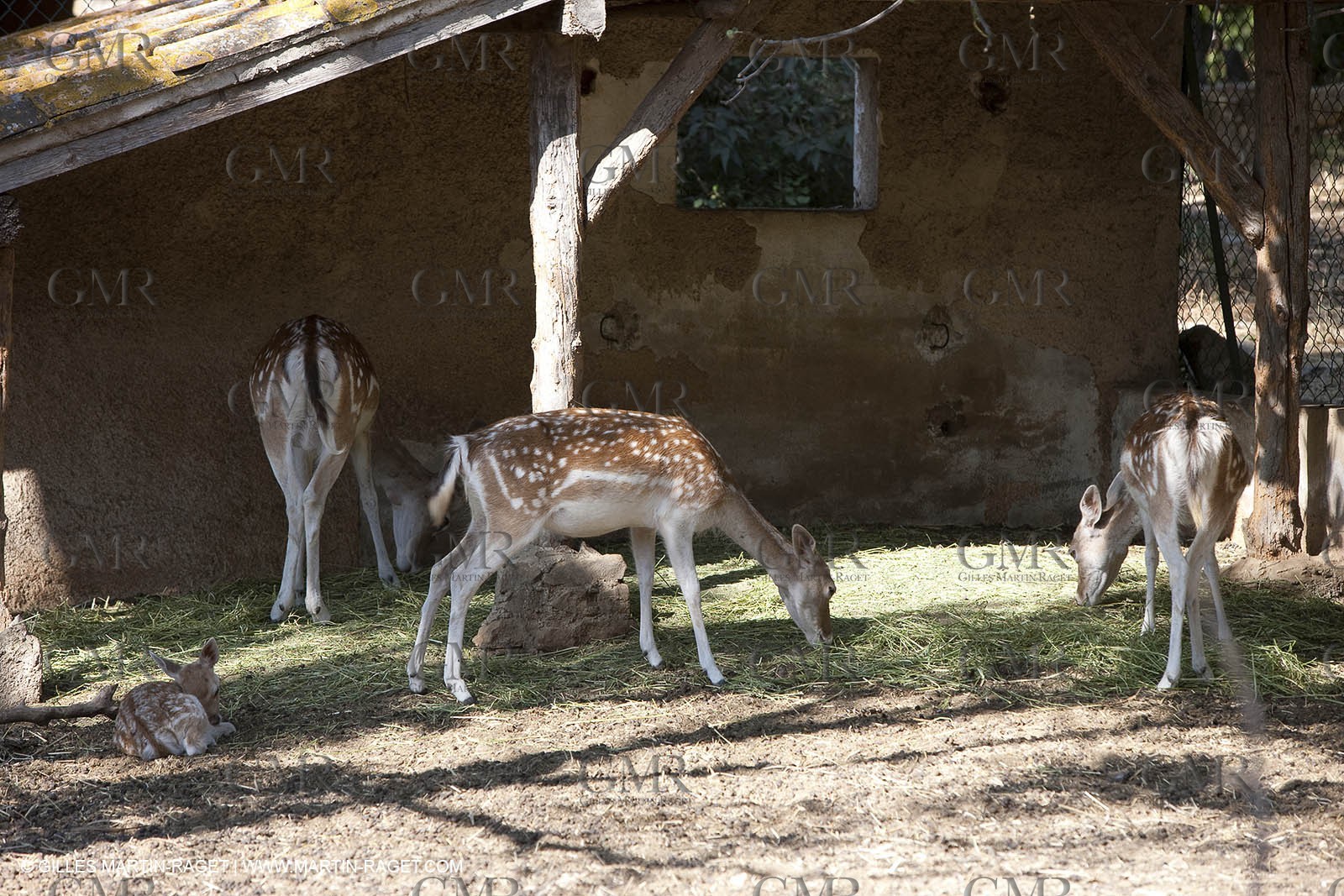 28 07 2009 - Sanary sur mer (FRA,83) - Zoo - Exotic garden