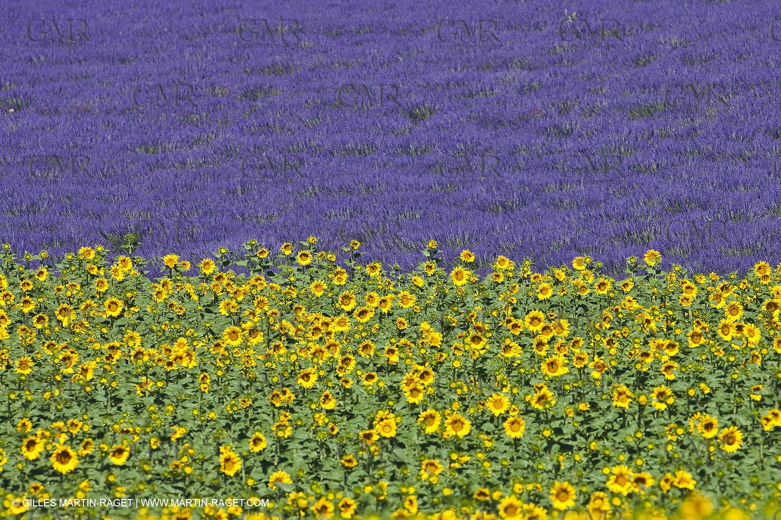 27 06 2011 - Valensole (FRA, 04) - Lavander fields
