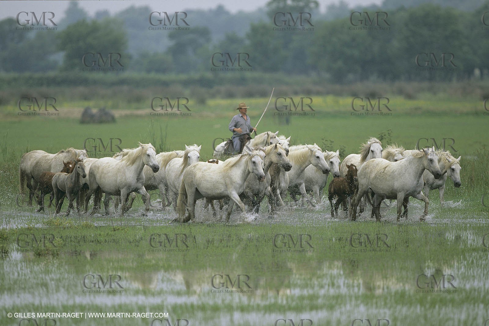 France, Provence, Gardians de Camargue