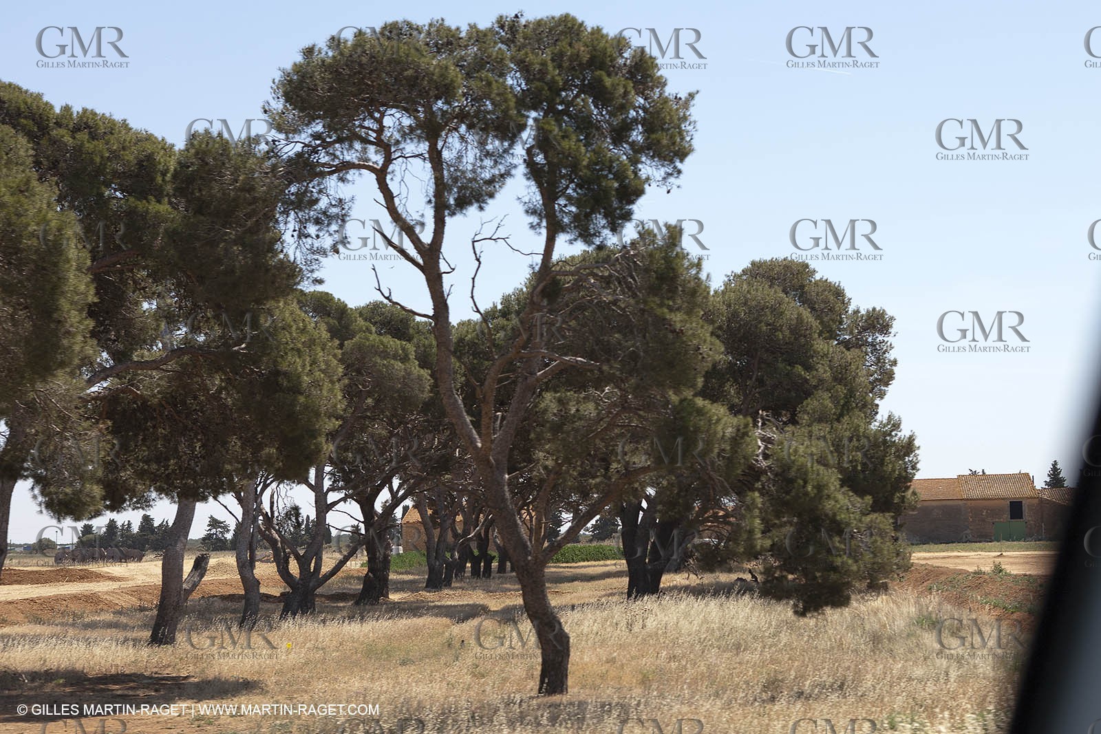 Gipsies gathering - Saintes Maries de la mer