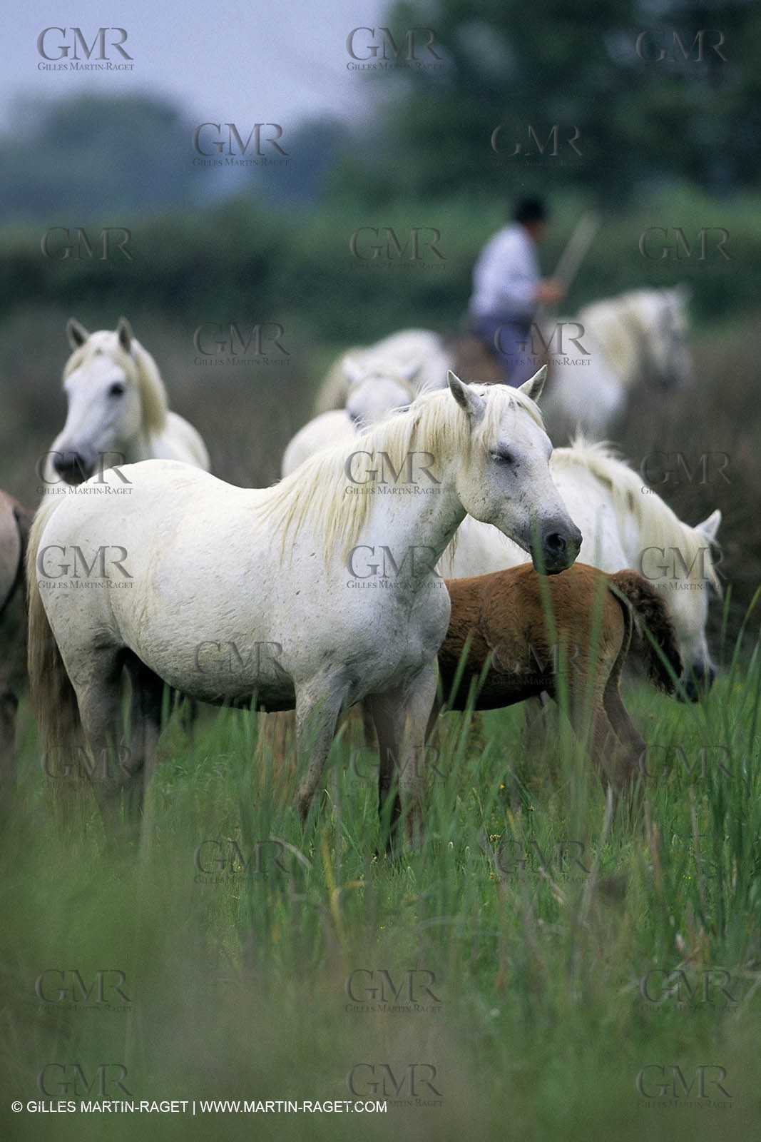 Camargue (FRA,13) - Gardians
